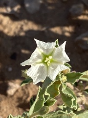 Acleisanthes diffusa