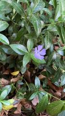 Vinca minor