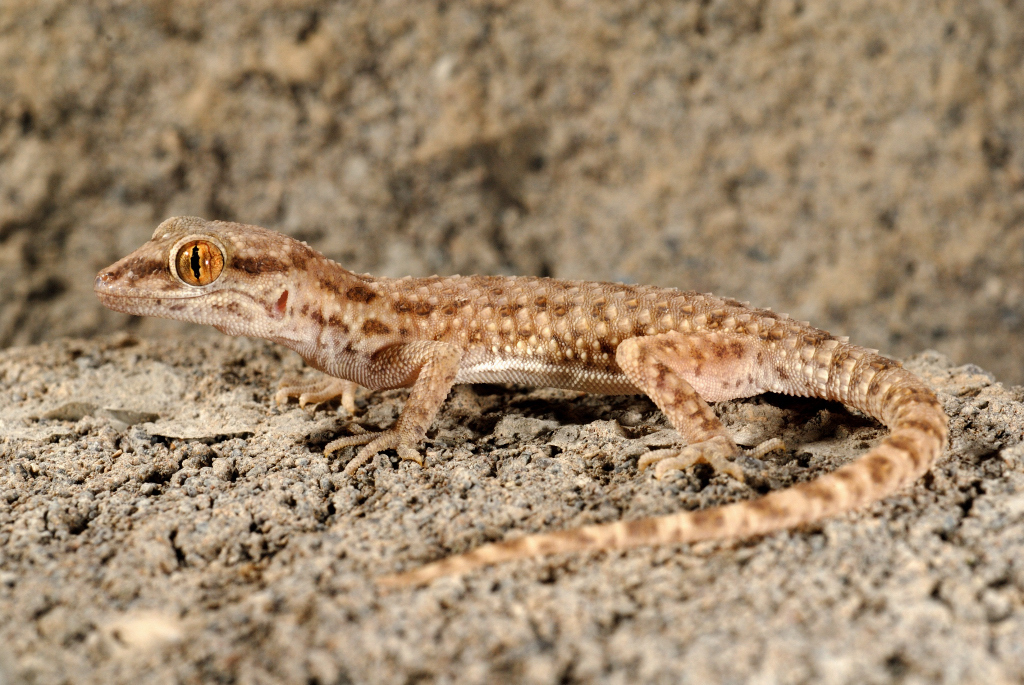 Baluch Ground Gecko