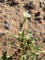 Acleisanthes diffusa