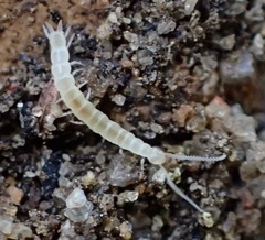 Symphyla