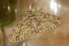 Hypomecis transcissa