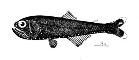 Benthosema