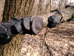 Exidia truncata image