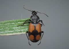 Panagaeus cruxmajor
