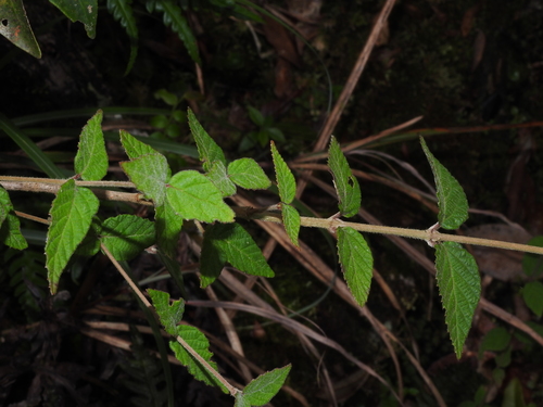 Image of Viburnum erosum by (c) Jacy Chen, some rights reserved (CC BY)