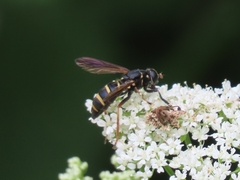 Temnostoma bombylans