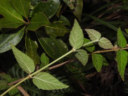 Image of Viburnum erosum by (c) Jacy Chen, some rights reserved (CC BY)
