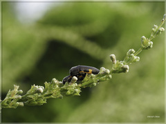 Acmaeodera luzonica volkovitshi