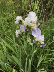 Iris × hybrida