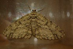 Hypomecis transcissa