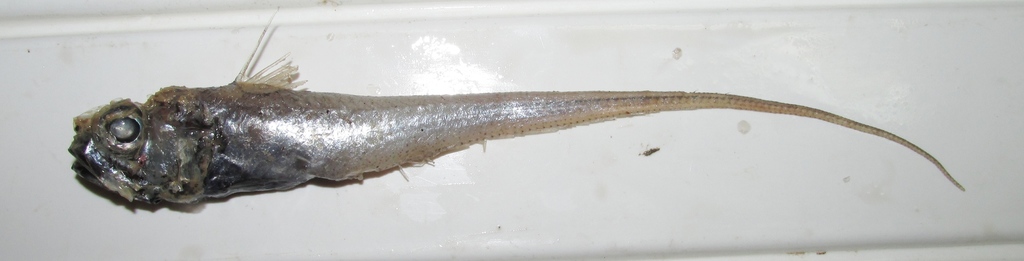 Glasshead Grenadier