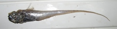 Glasshead Grenadier photo 2
