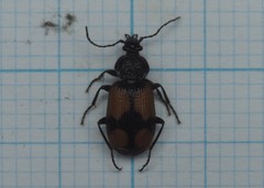Panagaeus cruxmajor