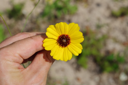 Image of Thelesperma nuecense by (c) Eric Knight, some rights reserved (CC BY)