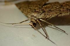 Hypomecis transcissa