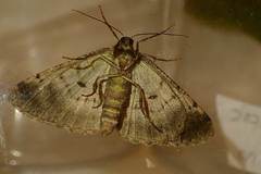 Hypomecis transcissa