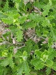 Teucrium chamaedrys