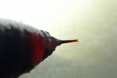 Hypomecis transcissa