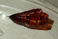 Hypomecis transcissa