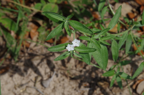 Coastal plain heliotrope (Euploca racemosa)