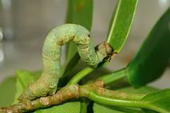 Hypomecis transcissa