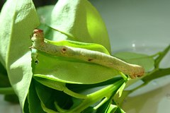 Hypomecis transcissa