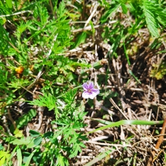 Erodium stephanianum