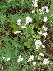 Galium glaucum