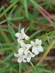 Galium glaucum