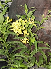 Cestrum nocturnum