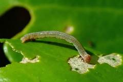 Hypomecis transcissa