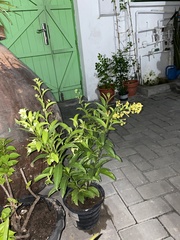 Cestrum nocturnum