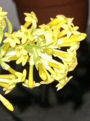 Cestrum nocturnum