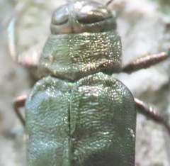 Actenodes acornis