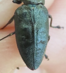 Actenodes acornis