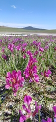 Oxytropis microphylla