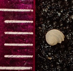 Parviturbo acuticostatus
