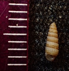 Triphora catalinensis