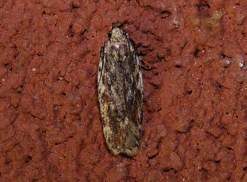 Dusky-backed Filatima Moth