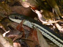 Thamnosophis lateralis