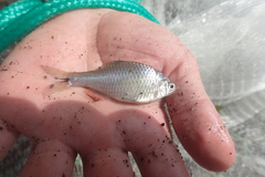 Paratanakia himantegus