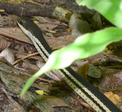 Thamnosophis lateralis