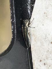 Agrilus bilineatus