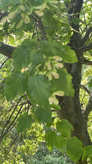 Acer tataricum