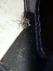 Agrilus bilineatus