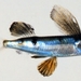 Parexocoetus mento - Photo (c) 魚類生態進化研究室, algunos derechos reservados (CC BY-NC)
