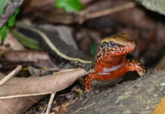 Zonosaurus madagascariensis