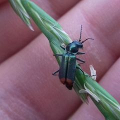 Clanoptilus geniculatus
