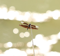 Rhyothemis fuliginosa
